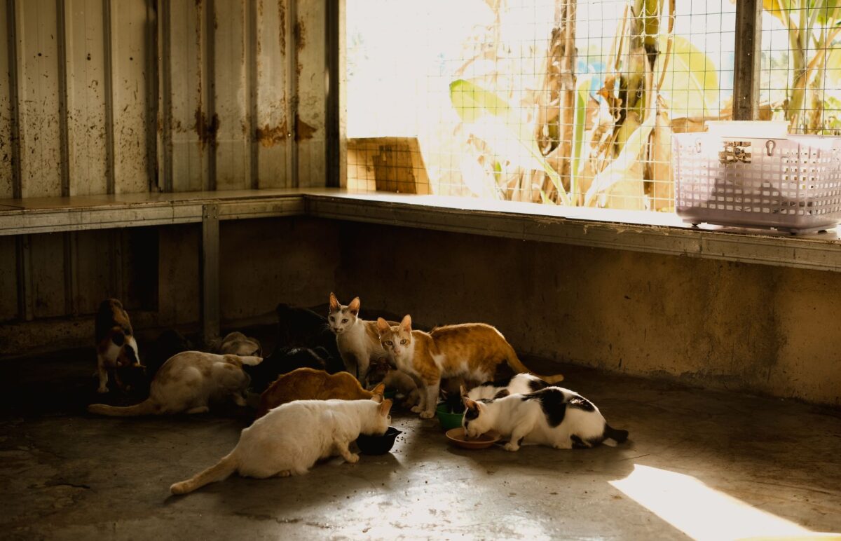 Journée mondiale des animaux 2026 : portes ouvertes SPA les 3 et 4 octobre, comment adopter un chat en refuge