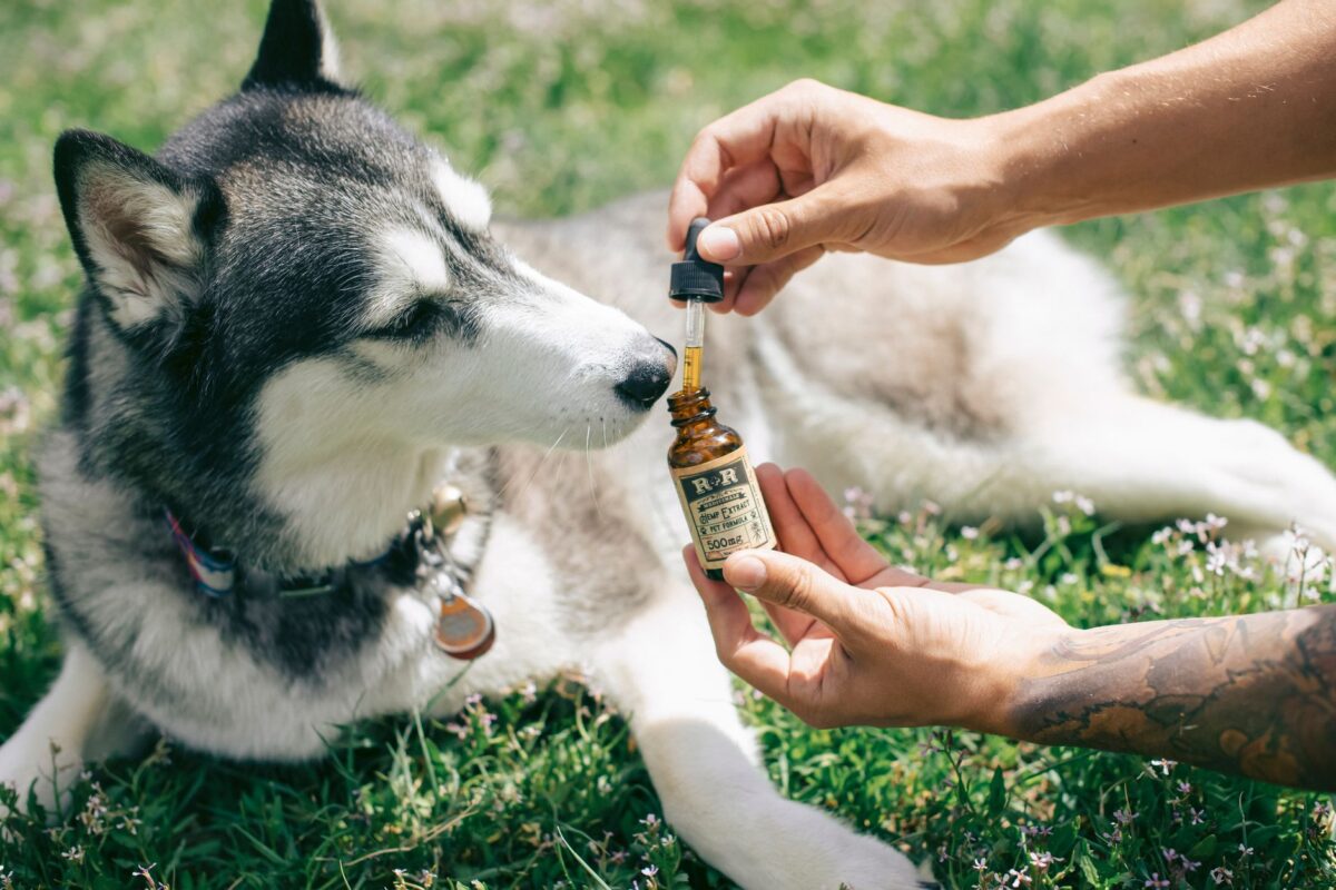 Huiles de CBD pour chat rappelées : pourquoi ces produits sont interdits dans la gamelle