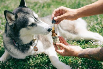 Huiles de CBD pour chat rappelées : pourquoi ces produits sont interdits dans la gamelle